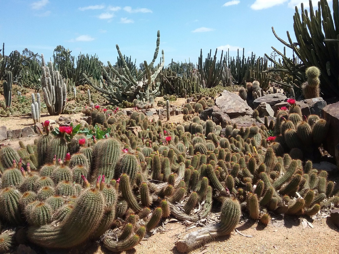 Cactus Country景点图片