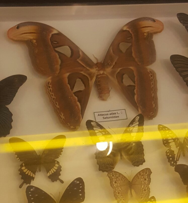 Musee d'Histoire Naturelle de Chambery景点图片