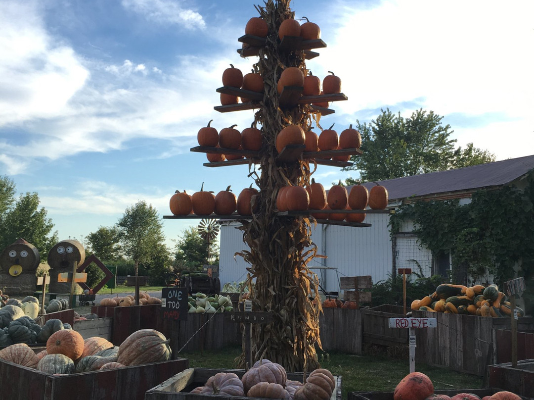 The Great Pumpkin Patch-Arthur必去景点