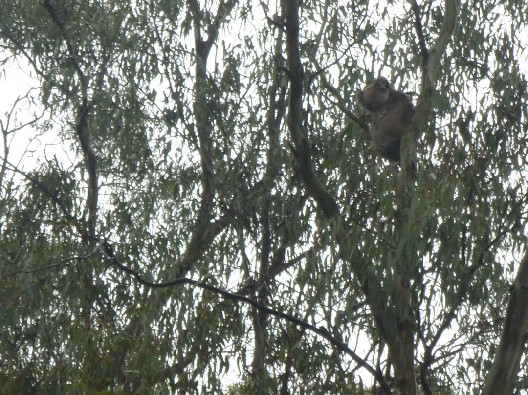 Kingfisher Cruises-Barmah必去景点