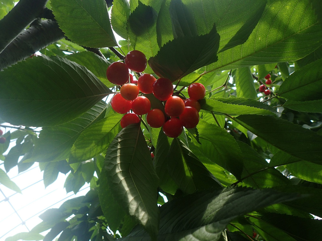 Hamada Marutome Fruits Gaden-壮瞥町必去景点