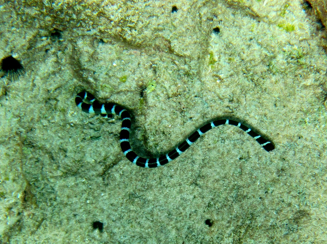 Opaahi Landing-阿洛菲必去景点