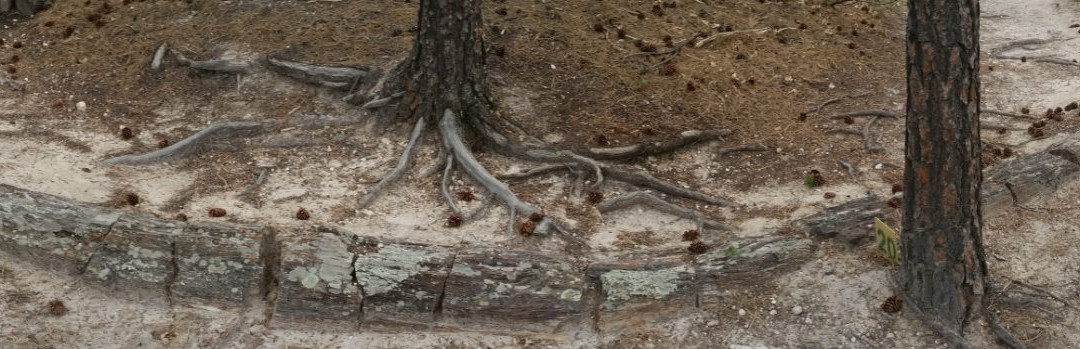 Petrified Forest of the Black Hills-Piedmont必去景点