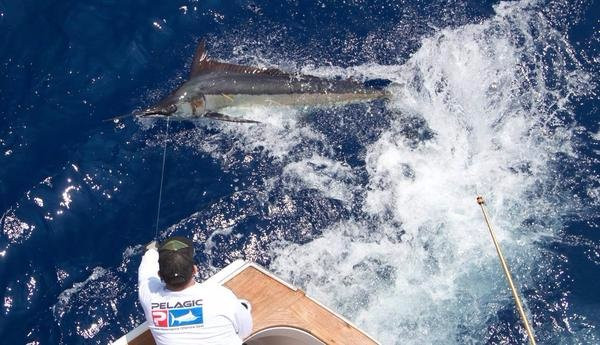 Hawaii Deep Sea Fishing-火奴鲁鲁必去景点