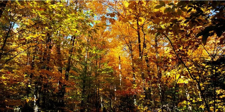 La Navette Nature-蒙特利尔必去景点