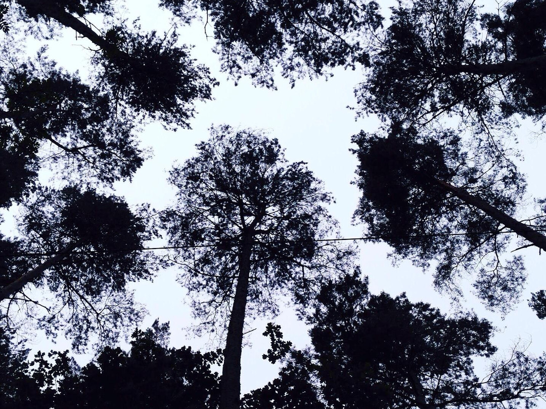 Go Ape Alice Holt景点图片