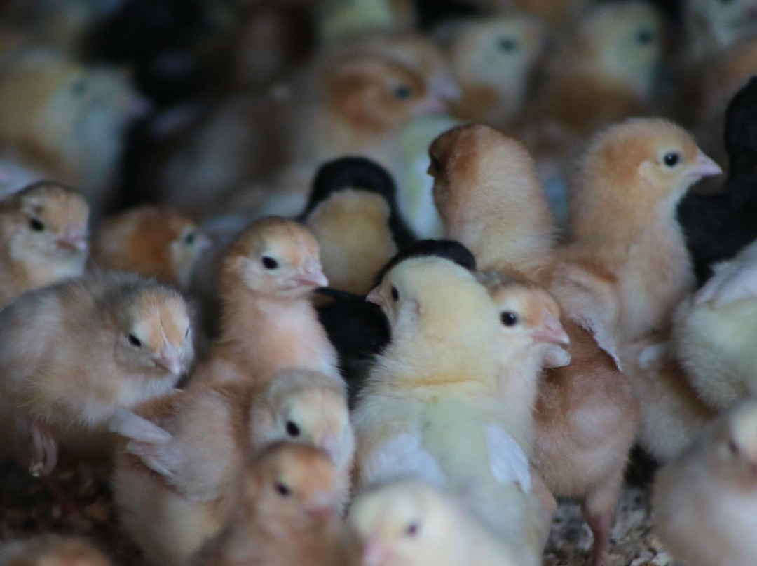 Freckle Farm-Eton必去景点