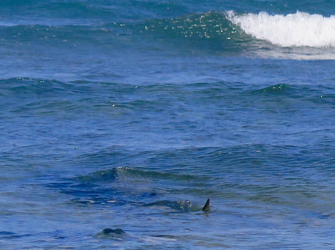 Shark Bay景点图片