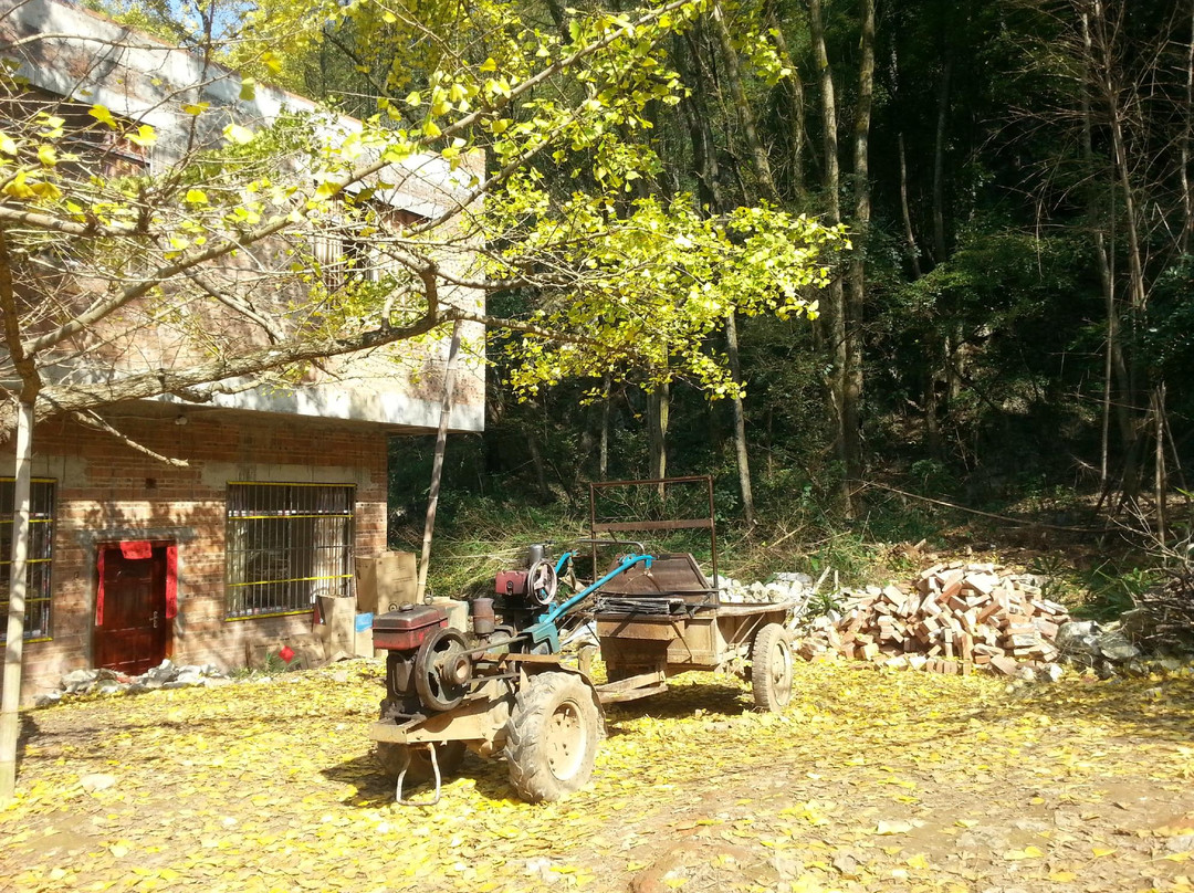 海洋银杏林田园-灵川县必去景点