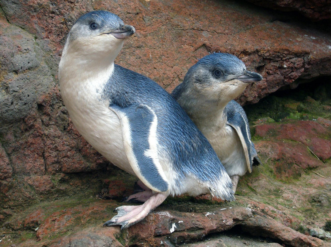普哈图企鹅栖息地景点图片