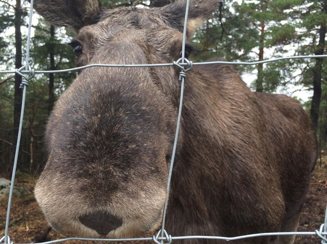 Moose af Anneröd-Uddevalla必去景点