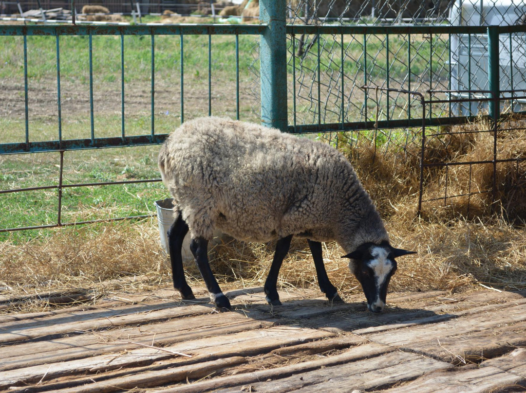 Ostrich Farm Ekzotik