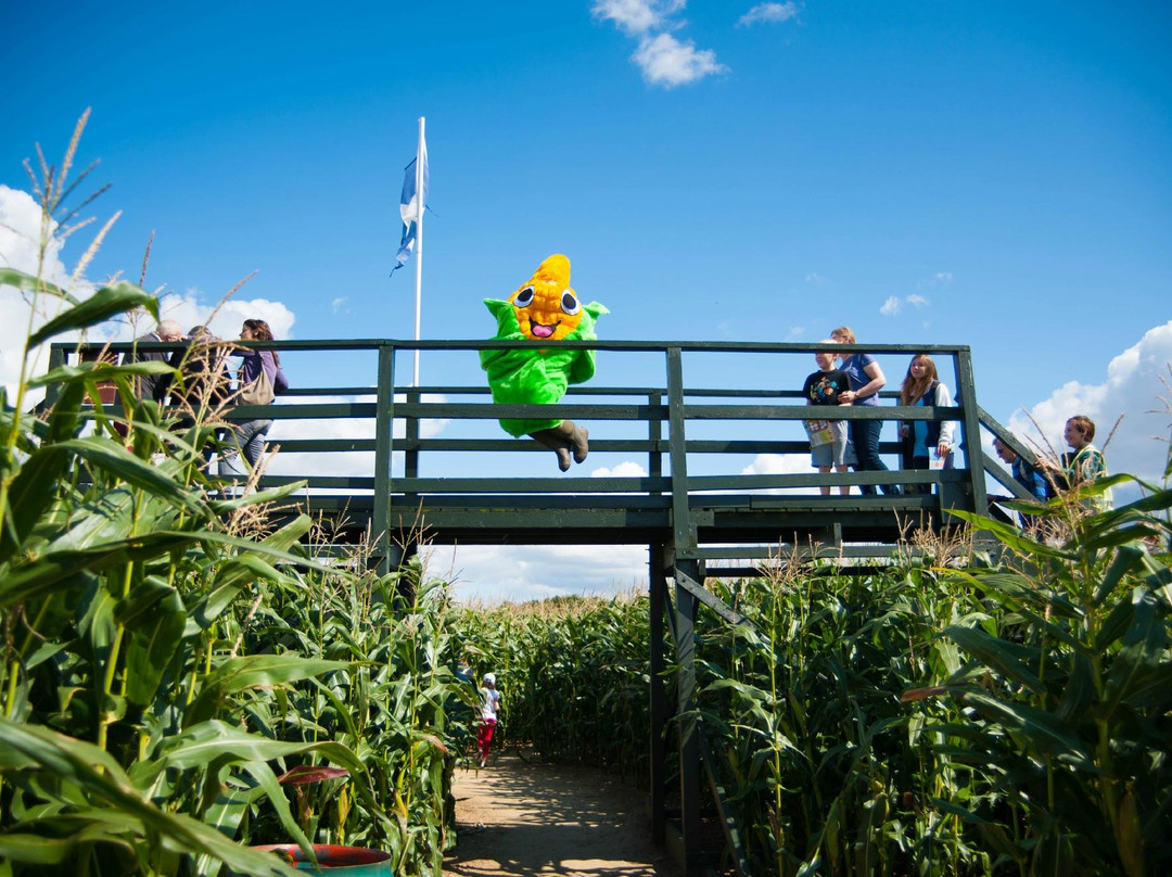 The Milton Maze Pumpkin Patch景点图片