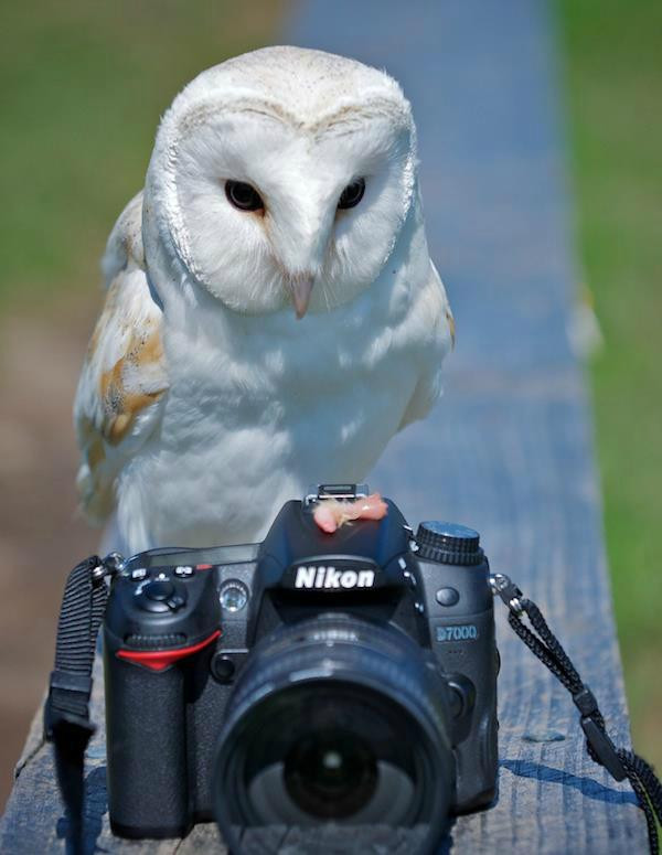 Rushmoor Farm Park and Falconry Centre景点图片