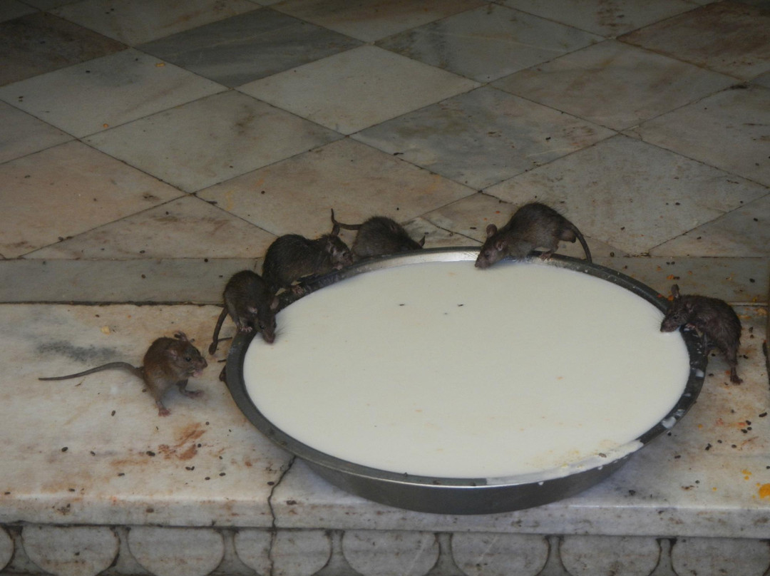 India Tour By Car & Driver-新德里必去景点