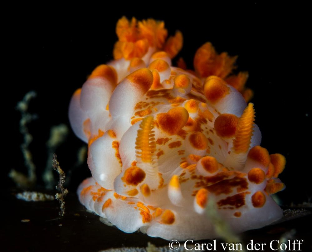 Dive Inn-Plumstead必去景点