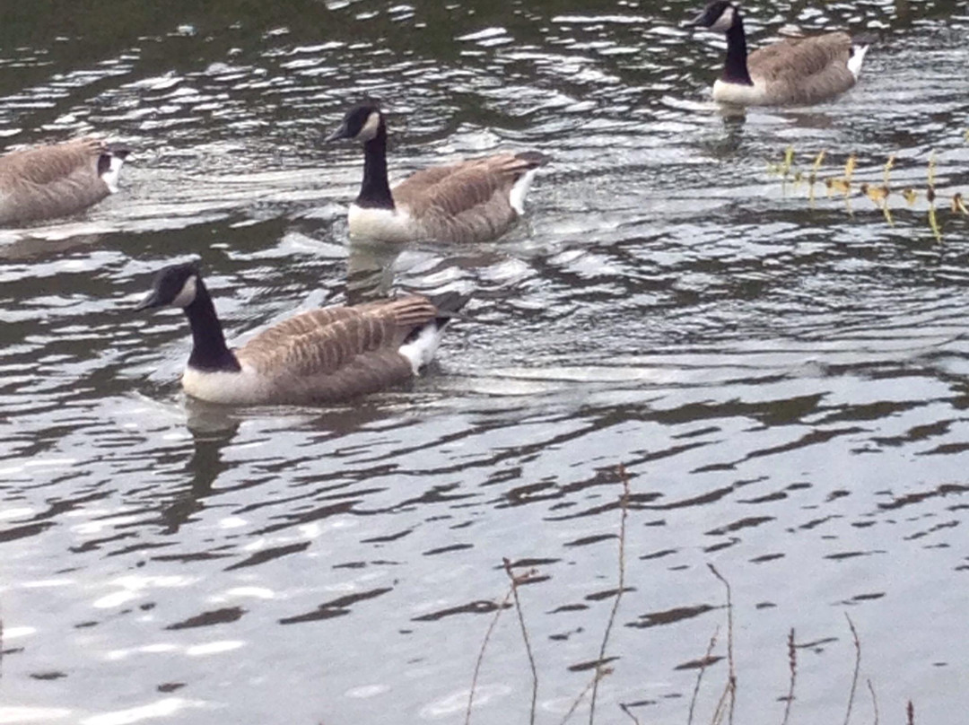 Cwmbran Boating Lake-Cwmbran必去景点