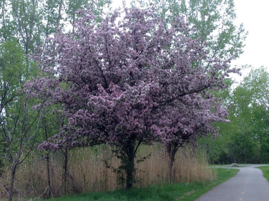 Parc des Prairies-拉瓦尔必去景点