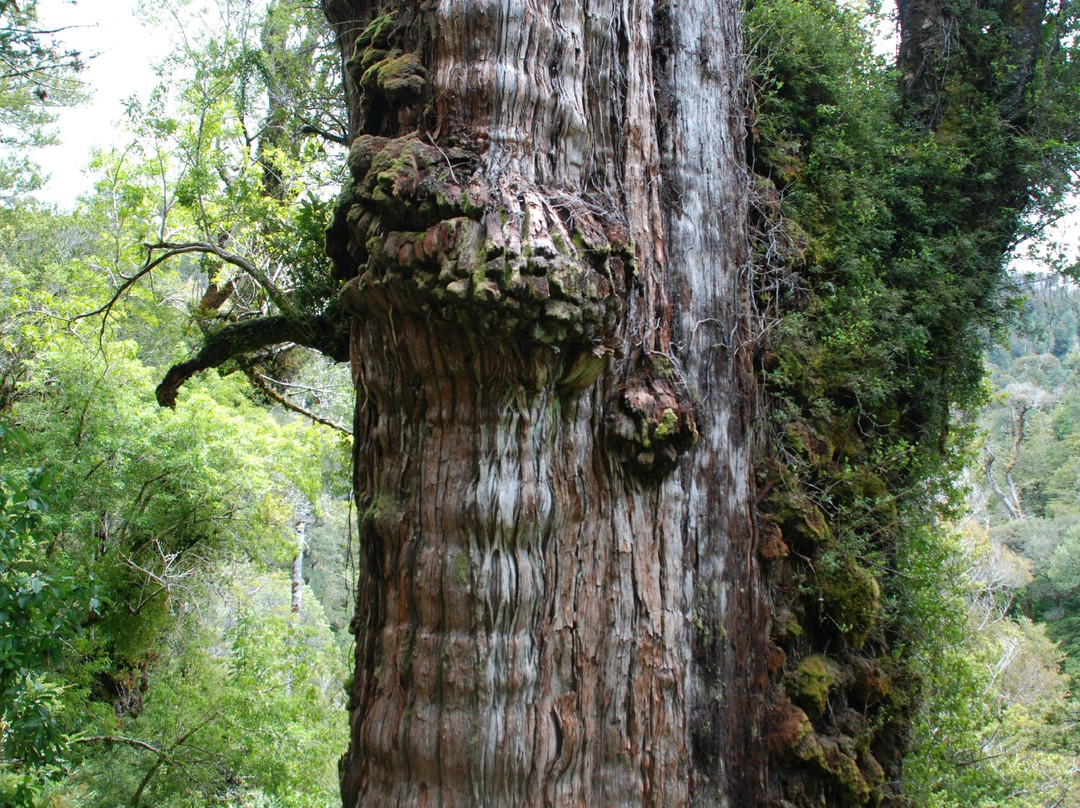 Los Rios Region旅游景点-Parque Nacional Alerce Costero