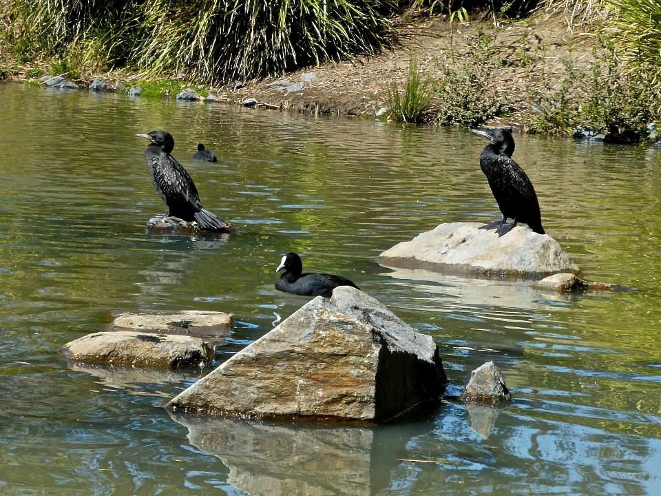 Pacific Pines Central Park-Pacific Pines必去景点