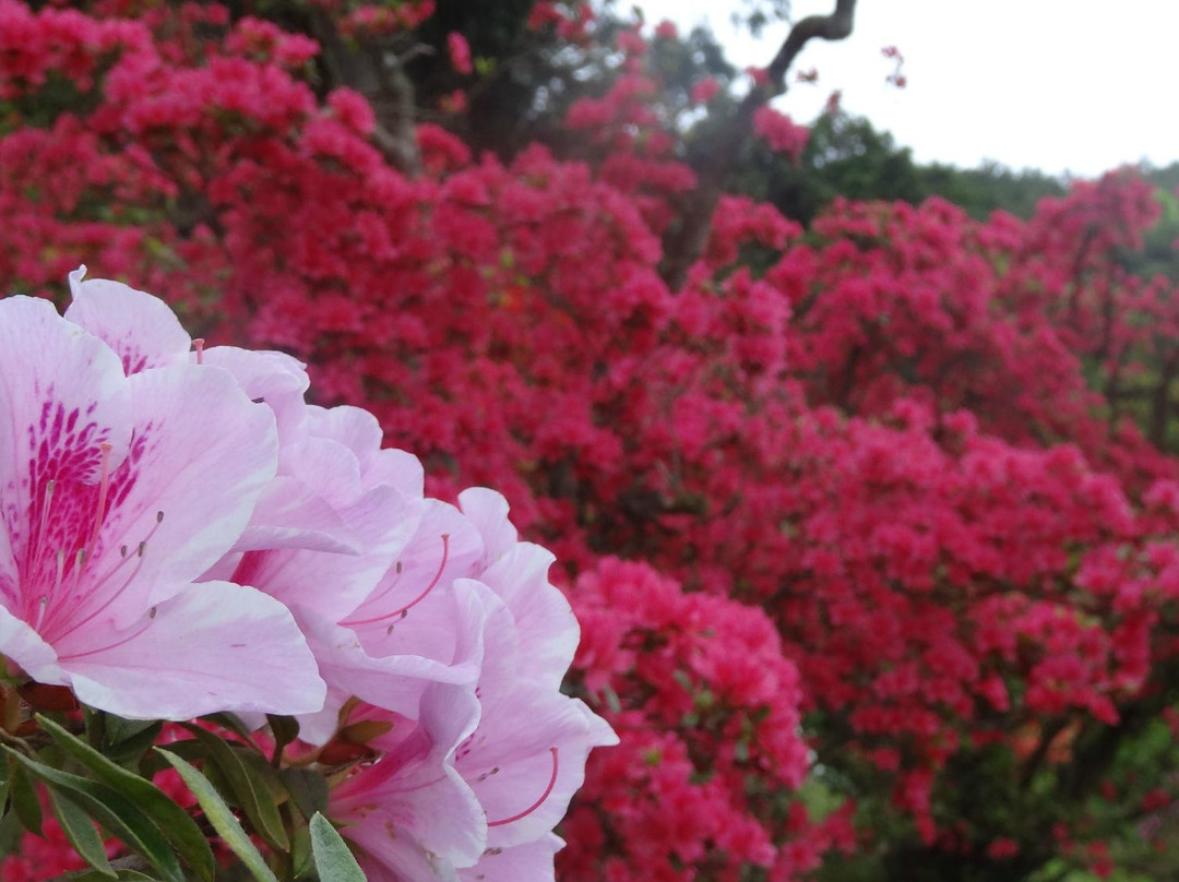 Godaison Azalea Park-越生町必去景点
