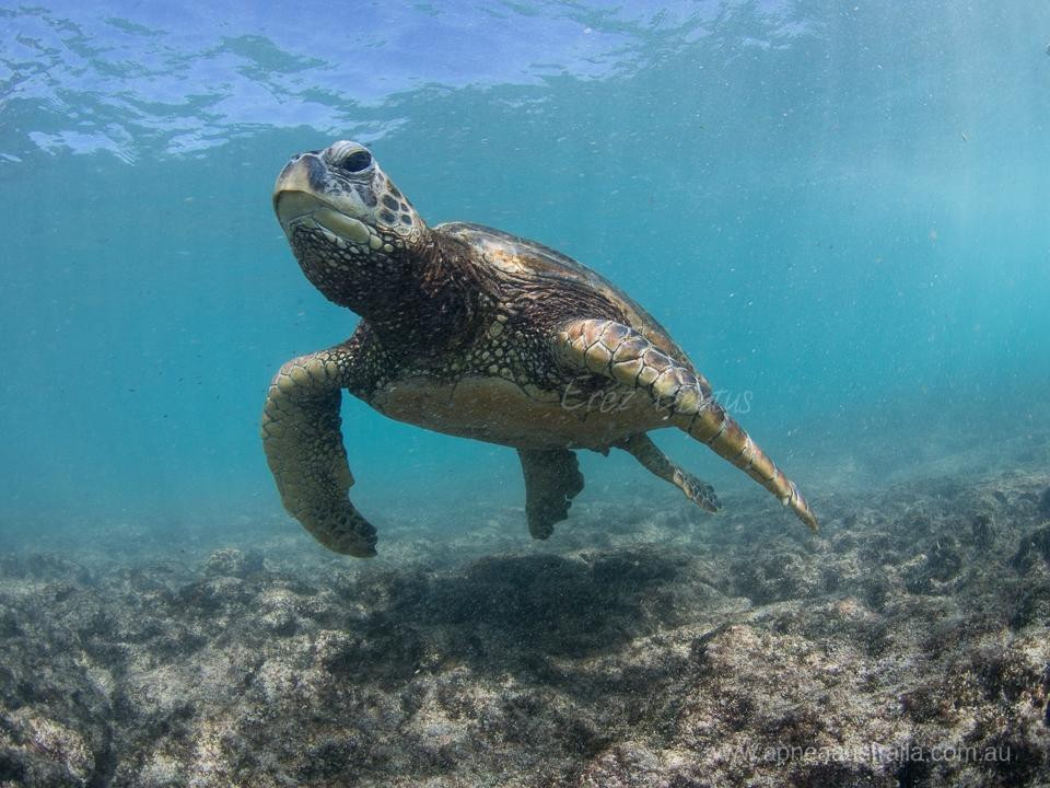 Apnea Australia景点图片