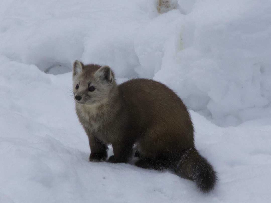Snow Forest Adventures-阿冈昆公园必去景点