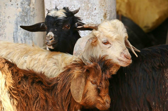 Wheels Across Morocco - Day Tours-索维拉必去景点