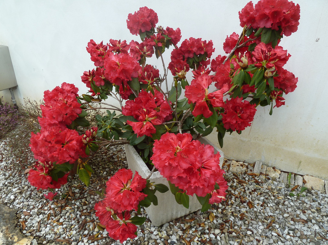 B&B Villa Rachele主图