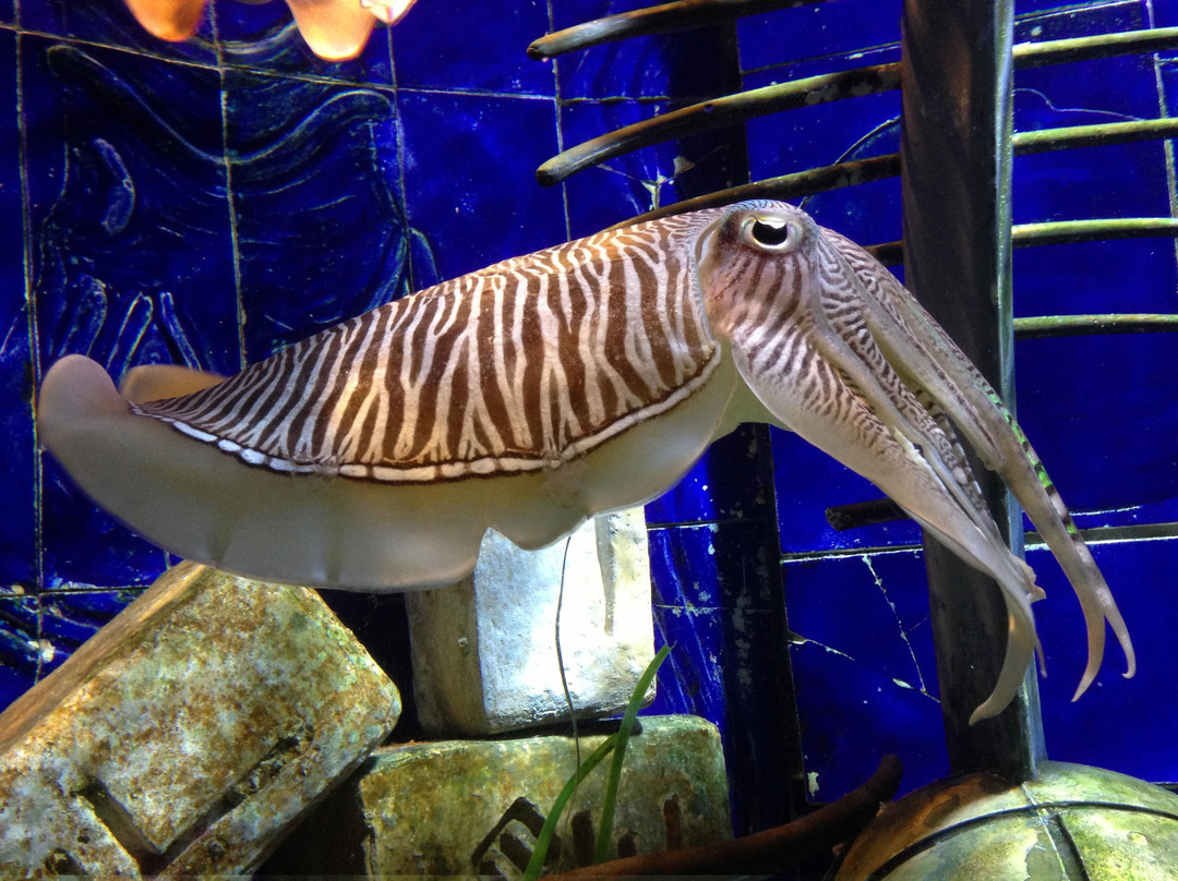 失落的密室水族馆-迪拜必去景点