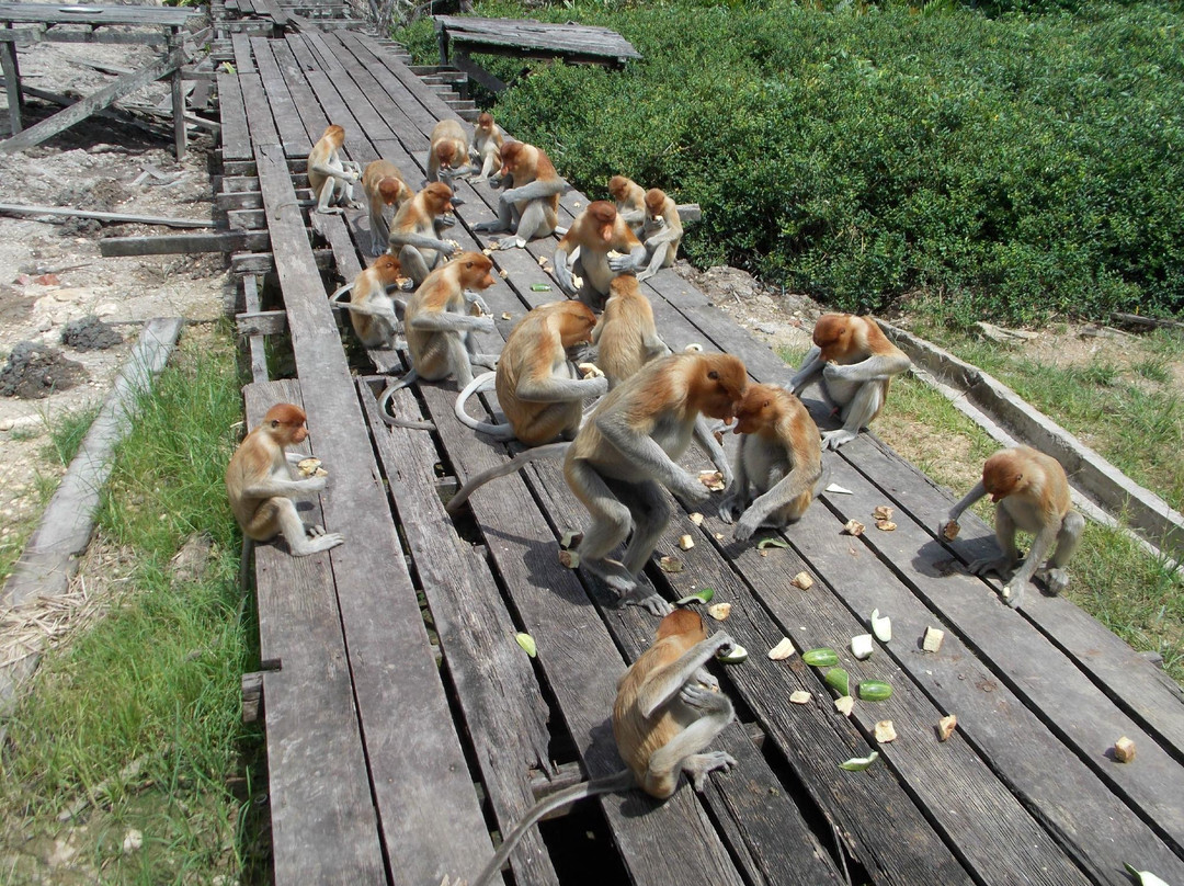 拉卜湾长鼻猴保护区-山打根必去景点