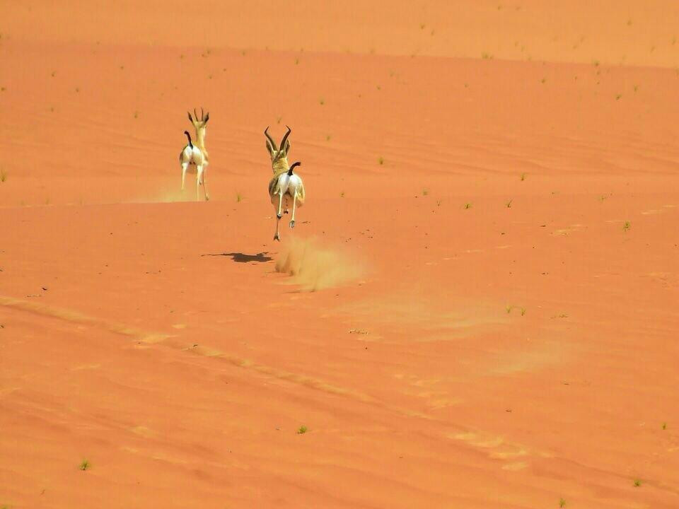 阿联酋狩猎营地-阿布扎比必去景点