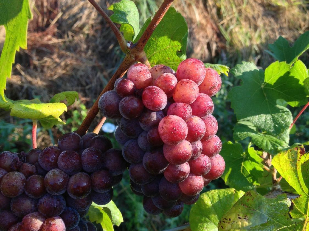 Fiegl Winery景点图片