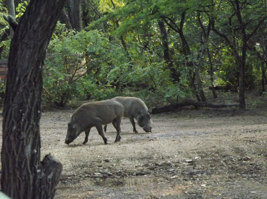 Legadema Safaris - Day Tour-玛洛斯帕克必去景点