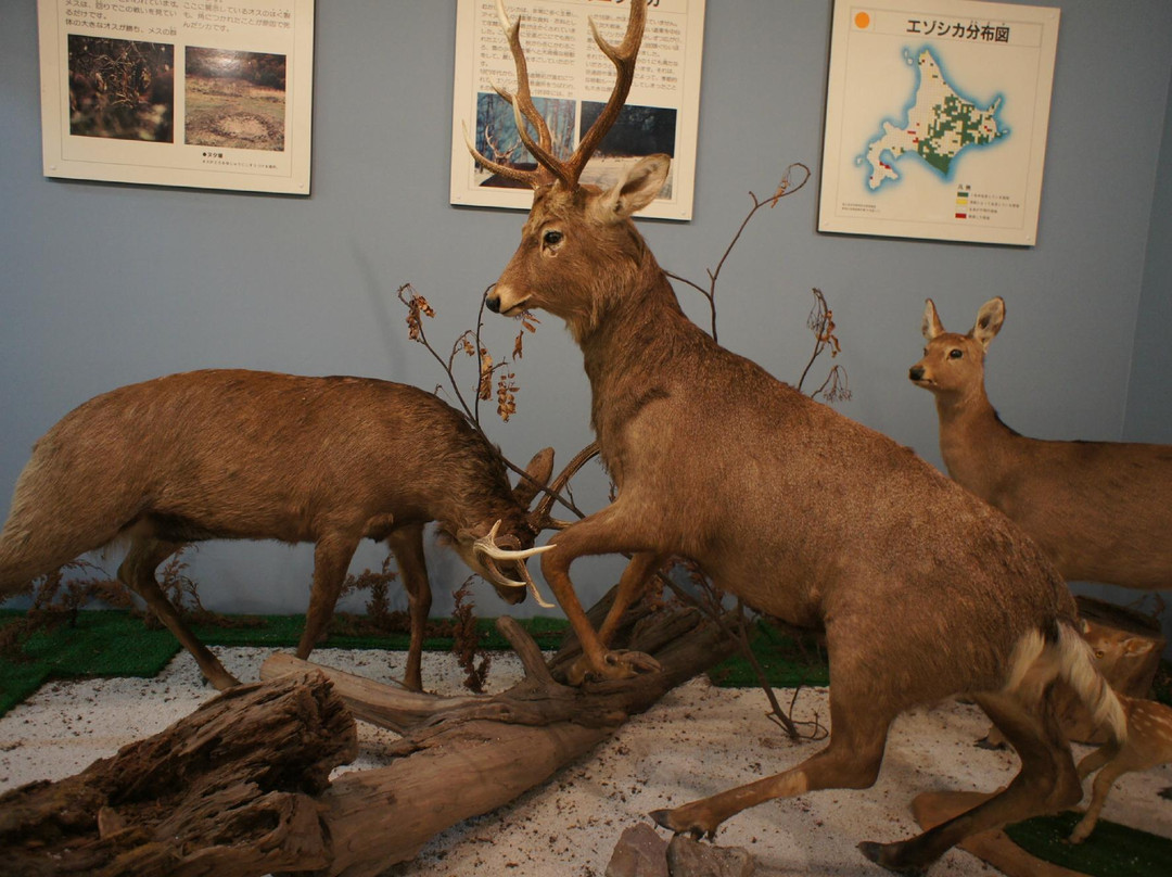 Toyako Forest Museum-洞爷湖町必去景点