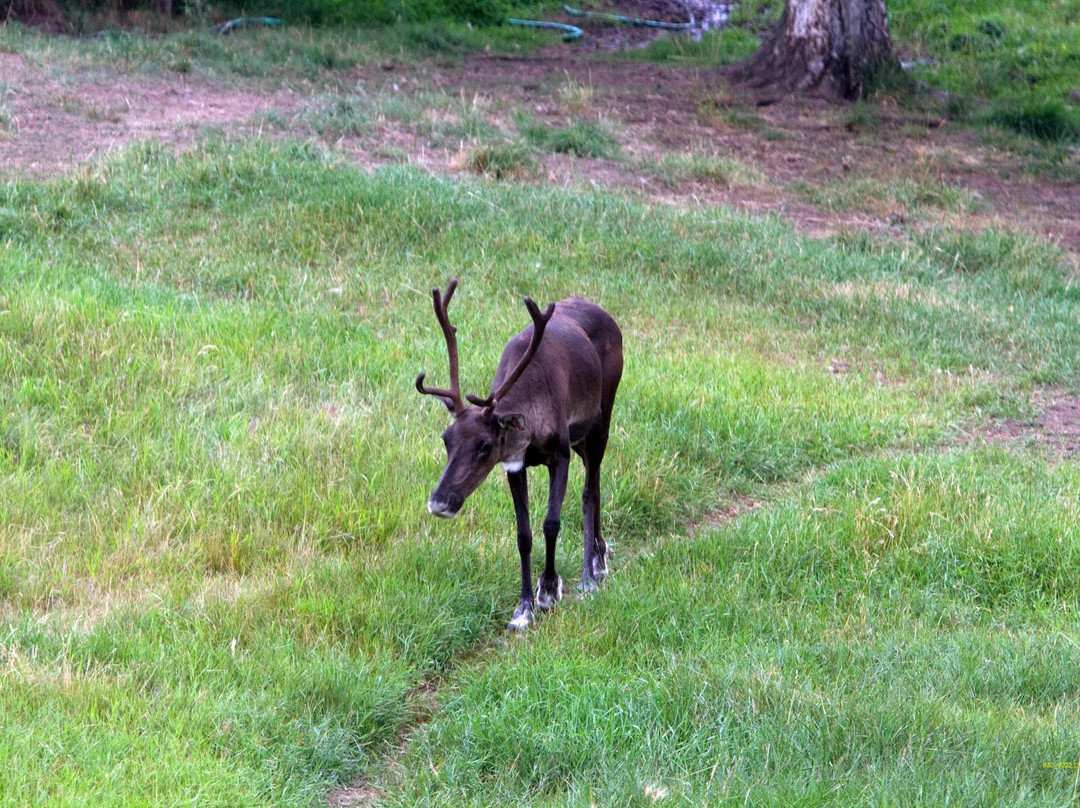 Large Animal Research Station-费尔班克斯必去景点