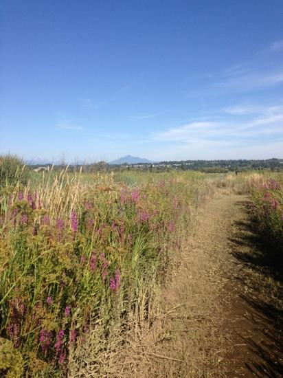 Spencer Island Park景点图片