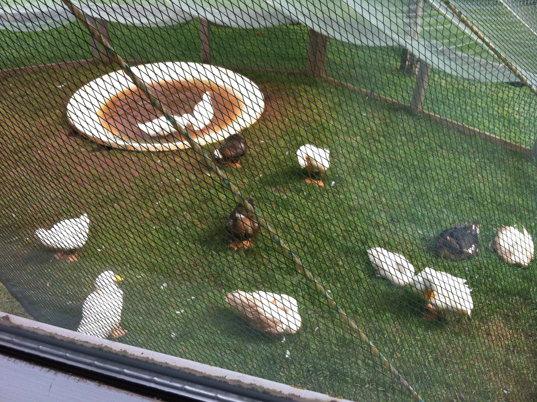 Jurassic Bart's Dinosaur Museum and Petting Farm-卡文迪西必去景点