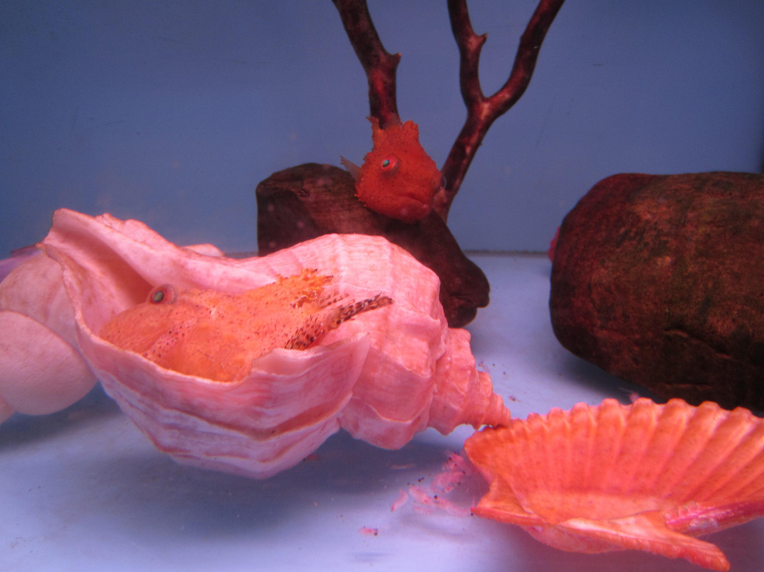 鄂霍次克流冰馆-网走市必去景点