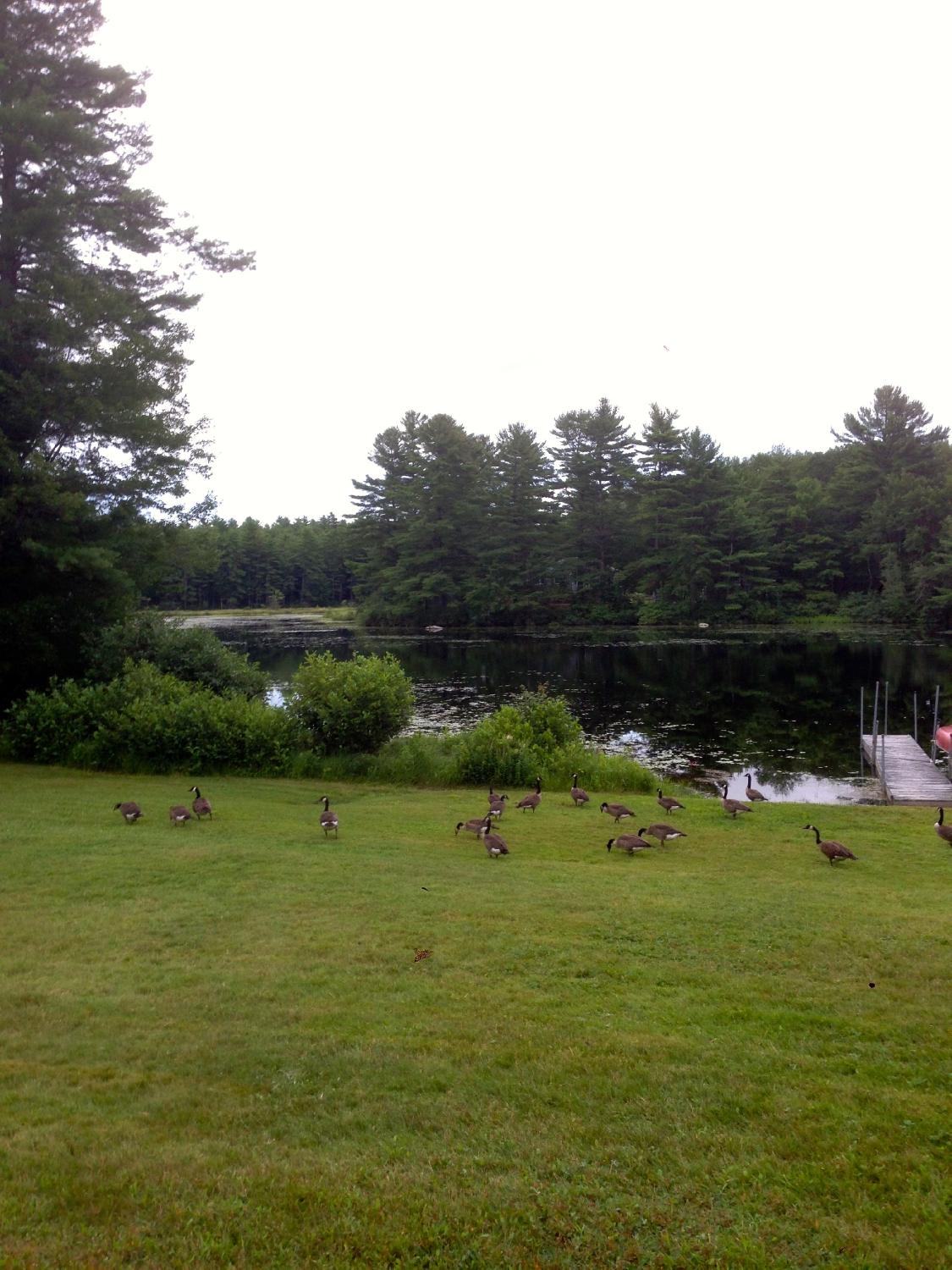 Alyssa's Motel on Thomas Pond-酒店景观