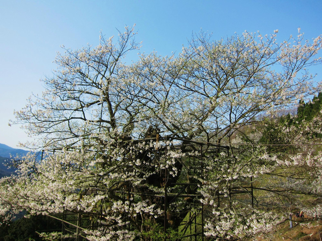 Tarumino Ozakura-养父市必去景点