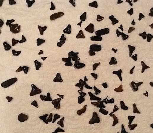 Stump Pass Beach State Park-恩格尔伍德必去景点