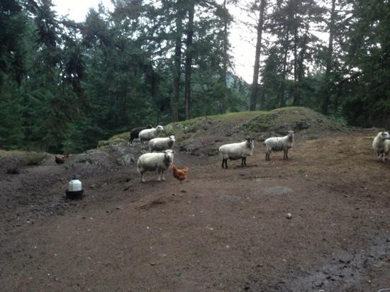 Salt Spring Island Cheese Company景点图片