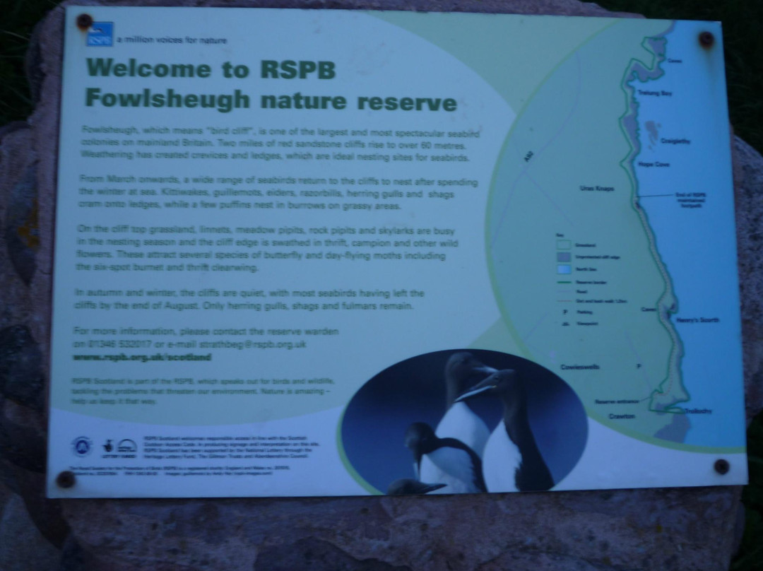 RSPB Fowlsheugh景点图片