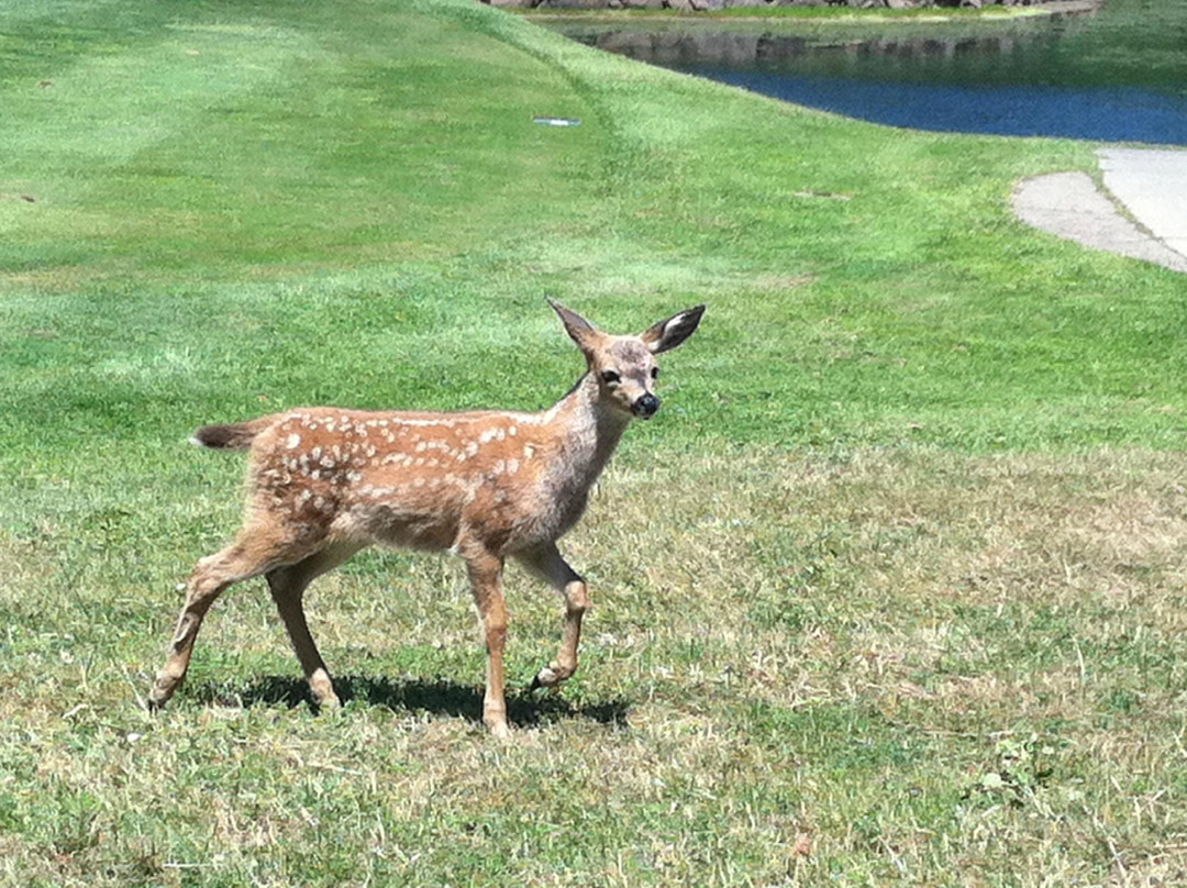 Salmon Run Golf Course-布鲁金斯必去景点