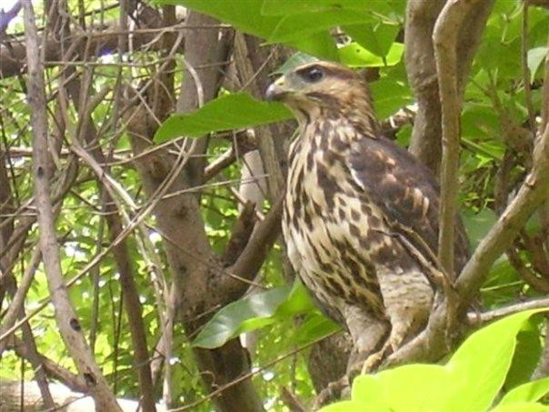 Bahia De Los Piratas主图