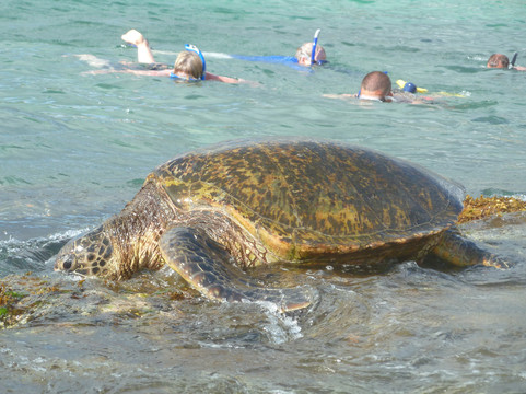 Teralani Sailing Adventures-拉海纳必去景点