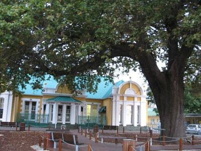 The Old Slave Tree-乔治必去景点