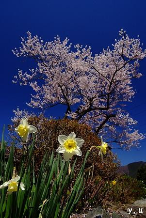 Edo Higan Cherry Trees in Shunkoji Temple-松阪市必去景点