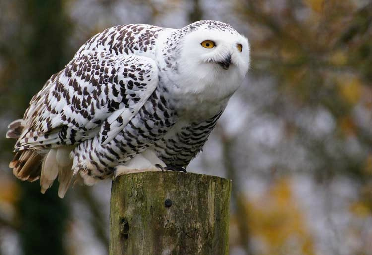 Hawk Conservancy Trust Bird of Prey Centre-Andover必去景点
